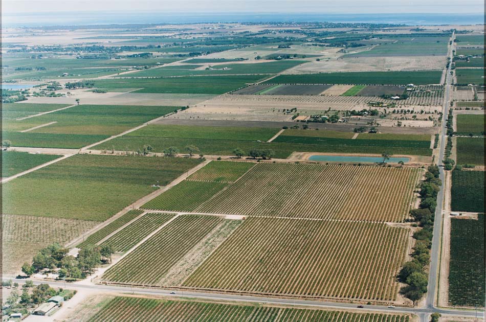 Aerial View Hamiltons Ewell Vineyards 1950s